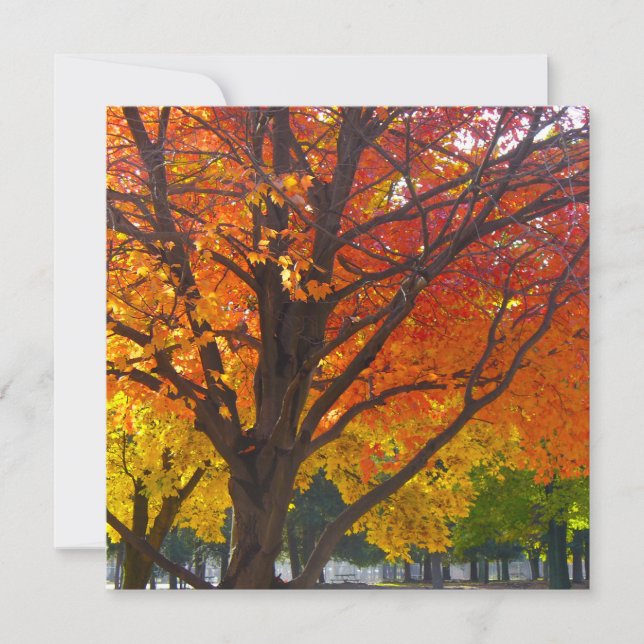 Herbstblätter aus Gelb- und Orangenbäumen, Foto Einladung (Vorderseite)