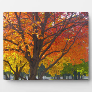 Herbstblätter aus Gelb- und Orangenbäumen, Foto Fotoplatte