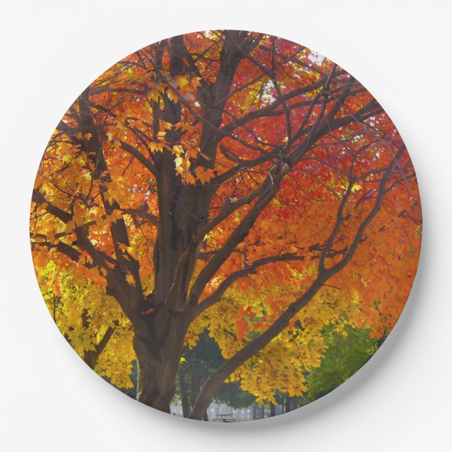 Herbstblätter aus Gelb- und Orangenbäumen, Foto Pappteller (Vorderseite)
