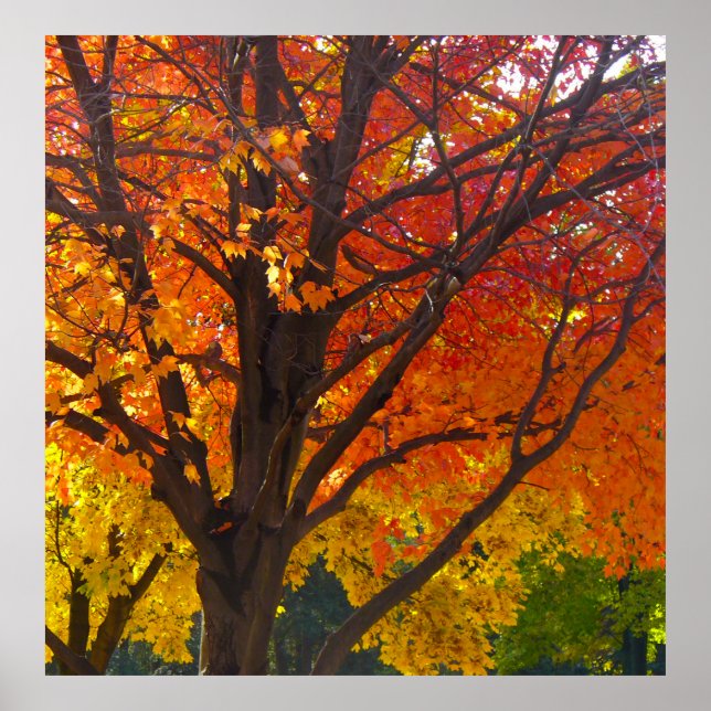 Herbstblätter aus Gelb- und Orangenbäumen, Foto Poster (Vorne)