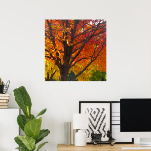Herbstblätter aus Gelb- und Orangenbäumen, Foto Poster