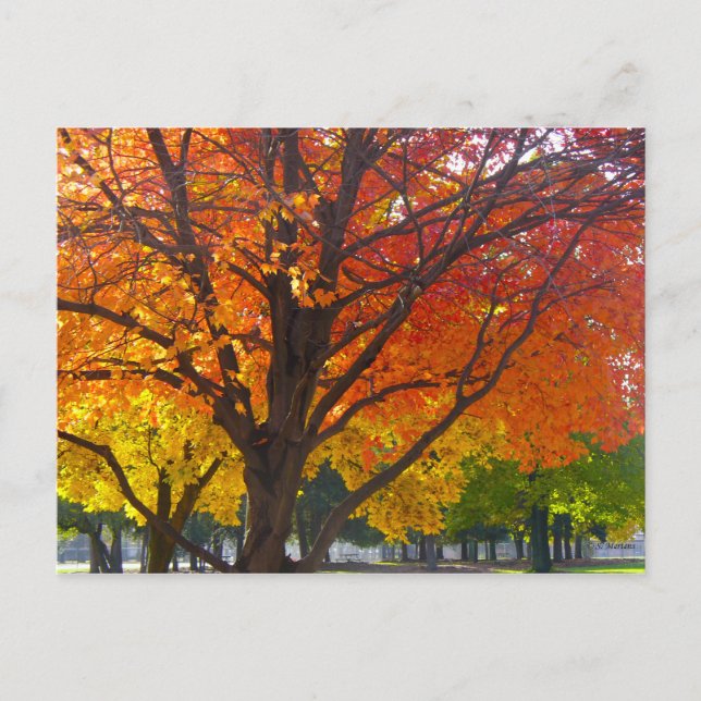 Herbstblätter aus Gelb- und Orangenbäumen, Foto Postkarte (Vorderseite)