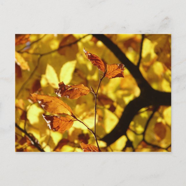 Herbstblätter aus gelbem Senf Postkarte (Vorderseite)