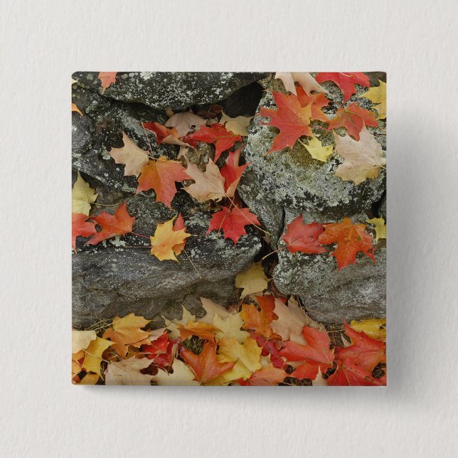 Herbstblätter aus Steinmauer, Minute Man Button (Vorderseite)