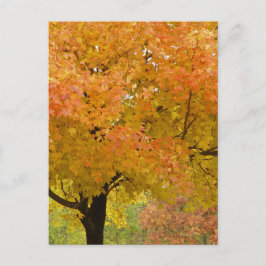 Herbstblätter fallen Postkarte