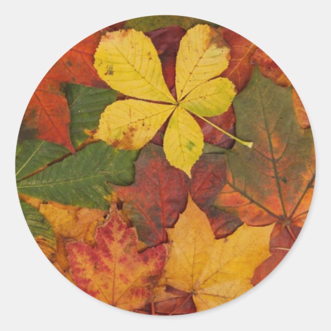 Herbstblätter, farbenfrohe Blätter, Blätter, Laven Runder Aufkleber (Vorderseite)