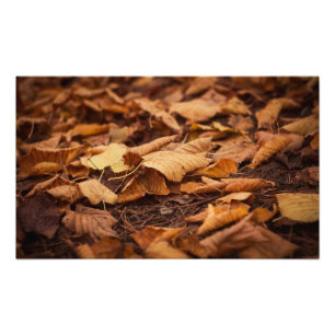 Herbstblätter Fotodruck