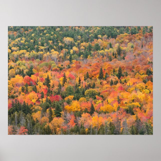 Herbstblätter | Halbinsel Keweenaw, Michigan Poster (Vorne)