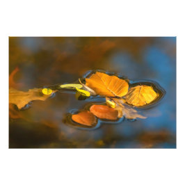 Herbstblätter im See Fotodruck