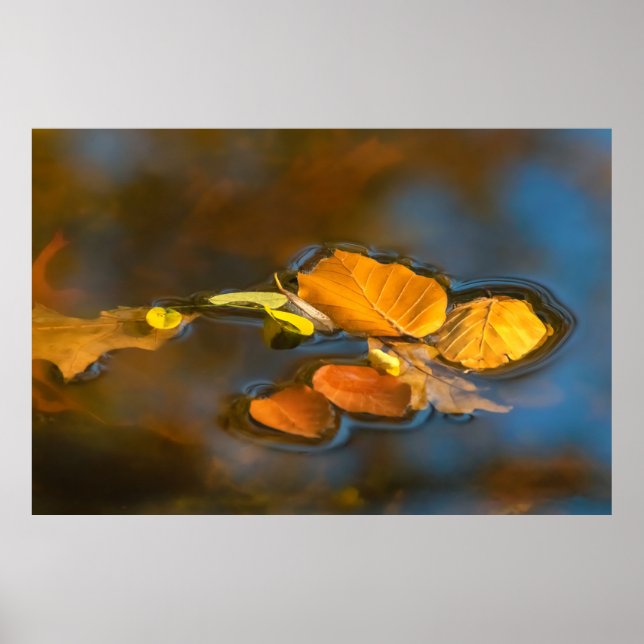 Herbstblätter im See Poster (Vorne)
