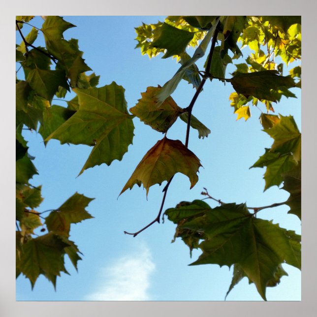 Herbstblätter Poster (Vorne)