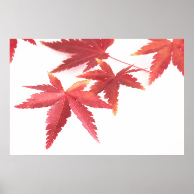 Herbstblätter Poster (Vorne)