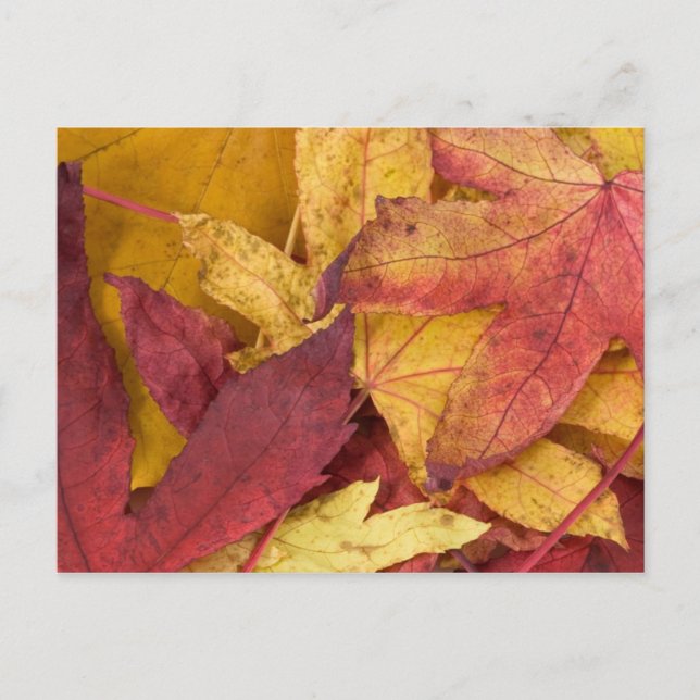 Herbstblätter Postkarte (Vorderseite)