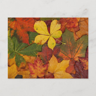 Herbstblätter Postkarte