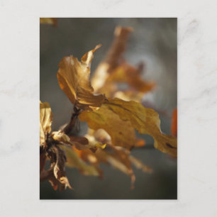 Herbstblätter Postkarte