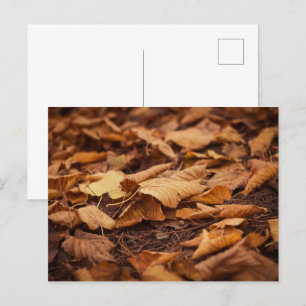Herbstblätter Postkarte