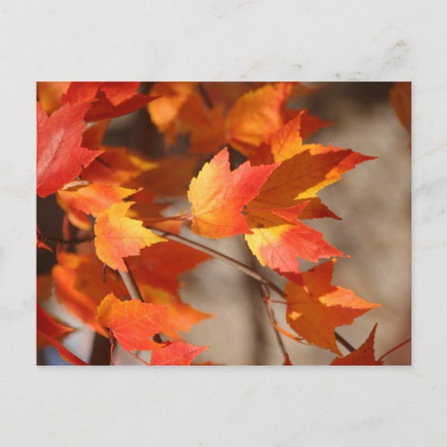 Herbstblätter Postkarte (Vorderseite)
