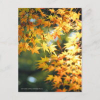 Herbstblätter [Postkarte]
