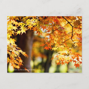 Herbstblätter [Postkarte] Postkarte