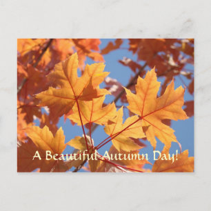 Herbstblätter Postkarten Schöner Herbsttag