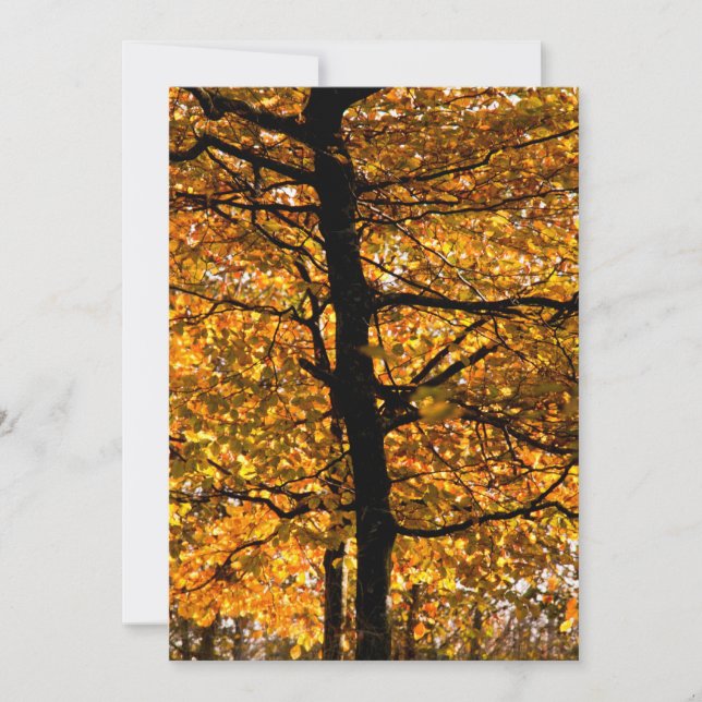 Herbstblätterung (Vorderseite)