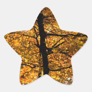 Herbstblätterung Stern-Aufkleber