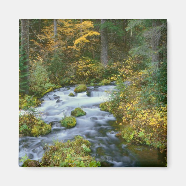 Herbstblätterung und Douglas Fir Border Roaring Ri Magnet (Vorne)
