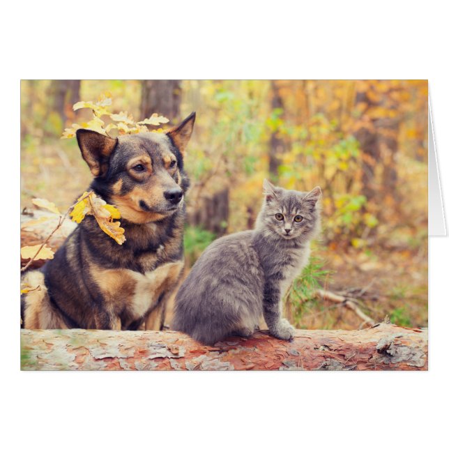 Herbstbuddies: Gray Kitten und Happy Puppy (Vorderseite (Horizontal))