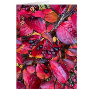 Herbstchokirschen - 5 Zoll x 7 Zoll Kunstkarte