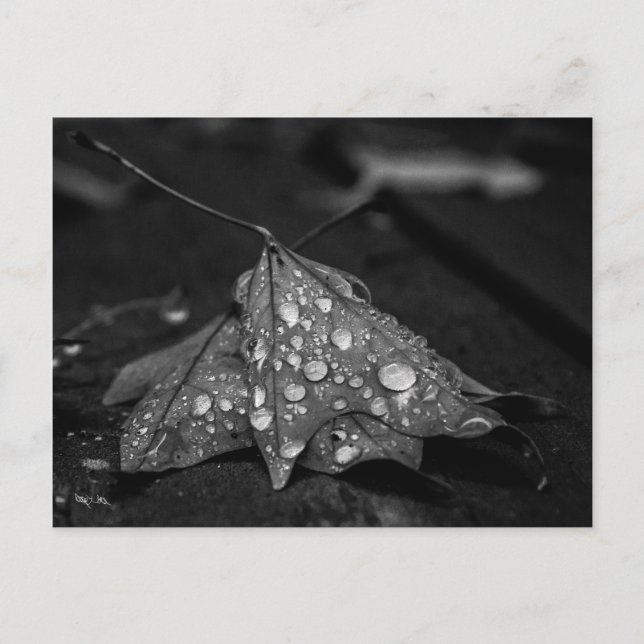 Herbstduschen Postkarte (Vorderseite)