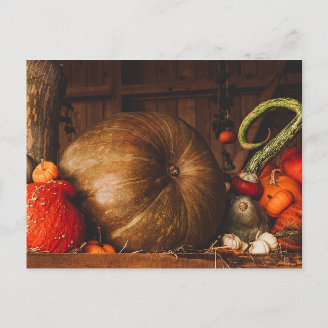 Herbsternte Pumpkins Gourds Erntedank Fall Postkarte (Vorderseite)