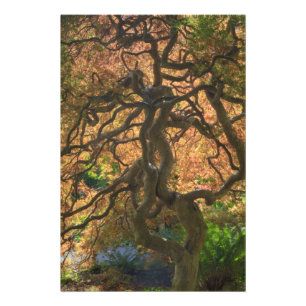 Herbstfarbe Ahornbäume, Victoria, Briten Fotodruck