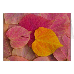 Herbstfarbe auf Forest Pansy Redbud abgefallene