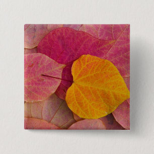 Herbstfarbe auf Forest Pansy Redbud abgefallene Button
