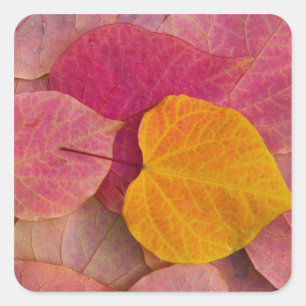Herbstfarbe auf Forest Pansy Redbud abgefallene Quadratischer Aufkleber