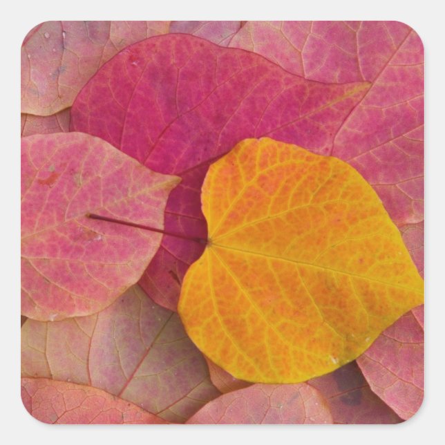 Herbstfarbe auf Forest Pansy Redbud gefallen Quadratischer Aufkleber (Vorderseite)