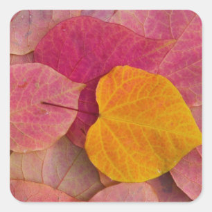 Herbstfarbe auf Forest Pansy Redbud gefallen Quadratischer Aufkleber