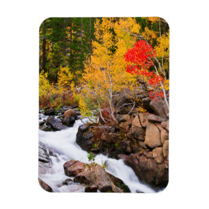 Herbstfarbe entlang Bischof Creek, CA Magnet