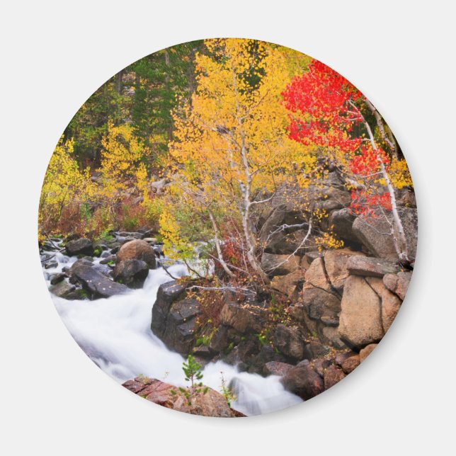 Herbstfarbe entlang Bischof Creek, CA Magnet (Vorne)