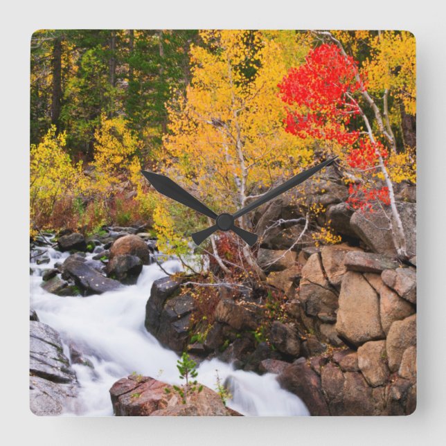 Herbstfarbe entlang Bischof Creek, CA Quadratische Wanduhr (Vorderseite)