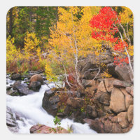 Herbstfarbe entlang Bischof Creek, CA