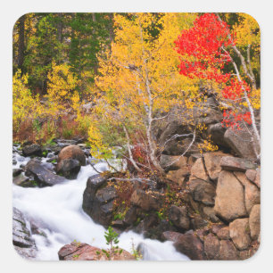 Herbstfarbe entlang Bischof Creek, CA Quadratischer Aufkleber