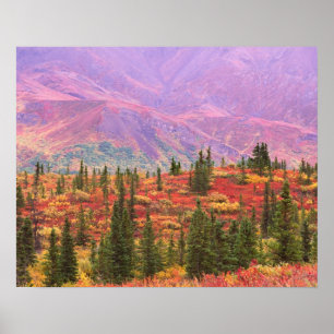 Herbstfarbe im Denali-Nationalpark Poster