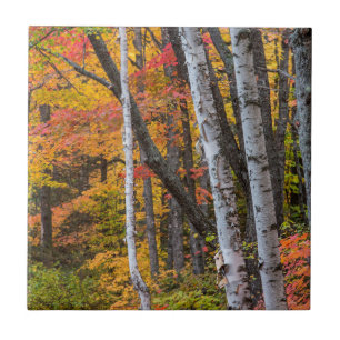 Herbstfarbe im Wald nahe Copper Harbor Fliese