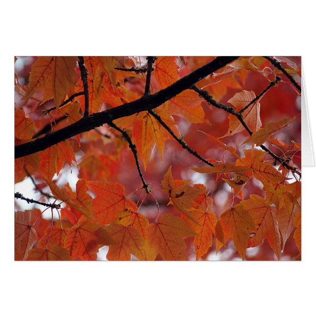 HERBSTFARBEN (Vorderseite (Horizontal))