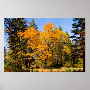 Herbstfarben 5 Poster
