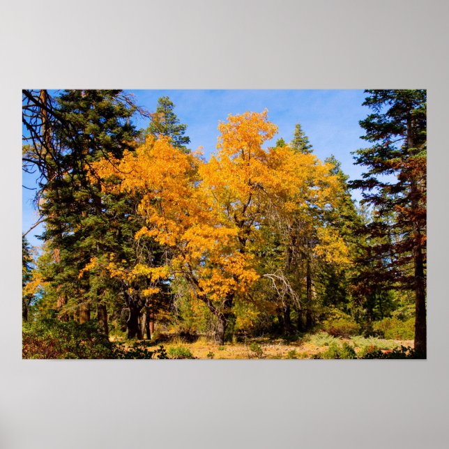 Herbstfarben 5 Poster (Vorne)