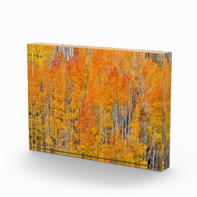 Herbstfarben auf Aspen Groves Fotoblock (Rechts)