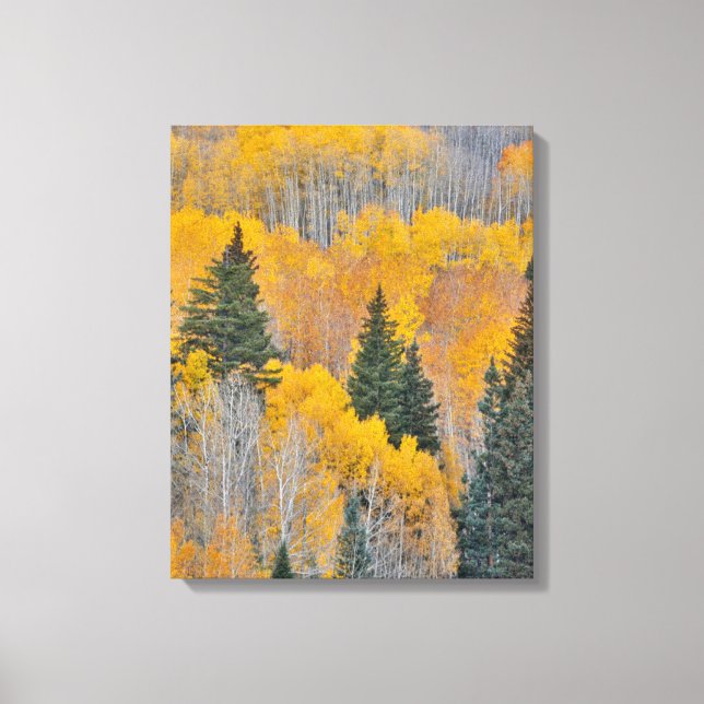 Herbstfarben auf Aspen Groves Leinwanddruck (Vorderseite)
