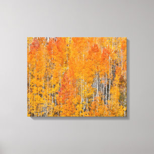 Herbstfarben auf Aspen Groves Leinwanddruck